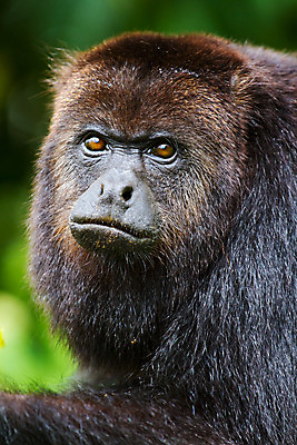 포토 JPG 해외이미지 동물 얼굴 야생동물 여행 포유류 자연 생물 털 사람없음 초록색 검은색 원숭이 중앙아메리카 숲 벨리즈 유인원 동물상 해외202004 해외포토 컬러 아메리카 신체부위 조형물 생태계 파일형식 이미지허브