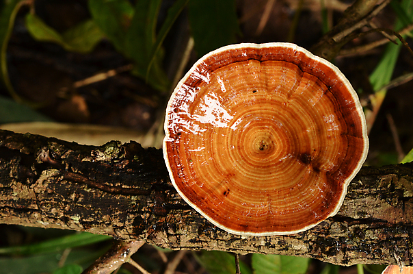 포토 JPG 해외이미지 나무 오렌지 자연 사람없음 목재 빨간색 초록색 갈색 버섯 습기 젖음 촉촉함 그룹 숲 내추럴 땅바닥 해외202004 해외포토 식물 컬러 과일 재료 바닥 생태계 파일형식 이미지허브