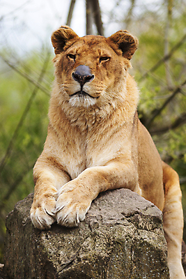포토 JPG 해외이미지 여자 야생동물 포유류 자연 사람없음 고양이 힘 사자 육식동물 암사자 해외202004 해외포토 멸종위기종 동물 사람 반려동물 암컷 생태계 파일형식 이미지허브