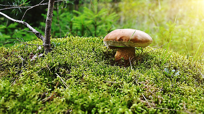 포토 JPG 해외이미지 식물 계절 음식 백그라운드 자연 건강 이끼 요리 사람없음 야외 목재 초록색 갈색 버섯 성장 가을 나뭇가지 신선 닫기 숲 먹기 만족 성분 내추럴 곰팡이 그물버섯 식용 캡모자 가문비나무 해외202004 해외포토 나무 모자_잡화 감정 컬러 재료 모션 생태계 파일형식 이미지허브