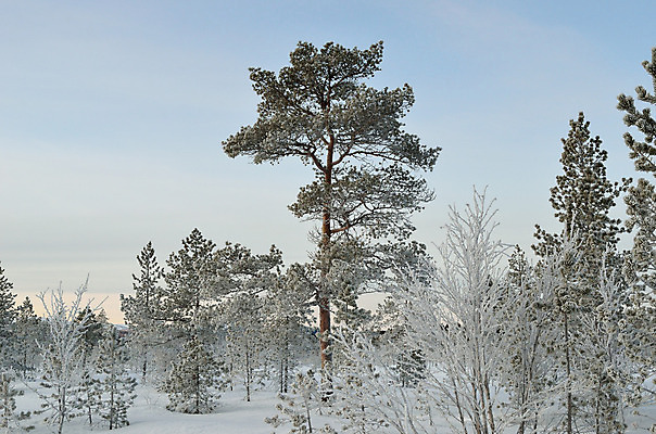 포토 JPG 해외이미지 나무 식물 계절 겨울 자연 날씨 산 노르웨이 풍경 사람없음 야외 목재 빛 햇빛 평화 환경 냉동 얼음 추위 흰색 나뭇가지 소나무 원형 황무지 숲 시원함 북극 순수 묘사 그림 서리 장면 북쪽 마법 자작나무 내추럴 강렬 땅바닥 북극해 수목 눈내림 가문비나무 해외202004 해외포토 자연요소 도형 유럽 바다 컬러 컨셉 재료 바닥 눈_날씨 태양 극지방 방향 생태계 파일형식 이미지허브