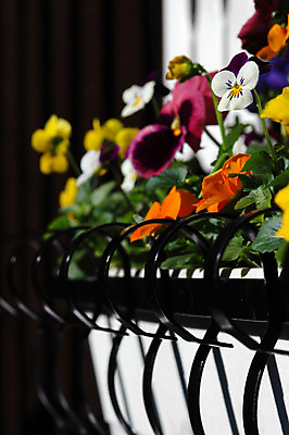 포토 JPG 해외이미지 식물 꽃 백그라운드 자연 노르웨이 풍경 사람없음 야외 장식 여름 노란색 정원 봄 성장 벚꽃 오픈 개화 닫기 5월 제비꽃 꽃가루 부드러움 비올라 전국 해외202004 해외포토 계절 유럽 컬러 모션 감각 날짜 가루 생태계 파일형식 찰현악기 이미지허브