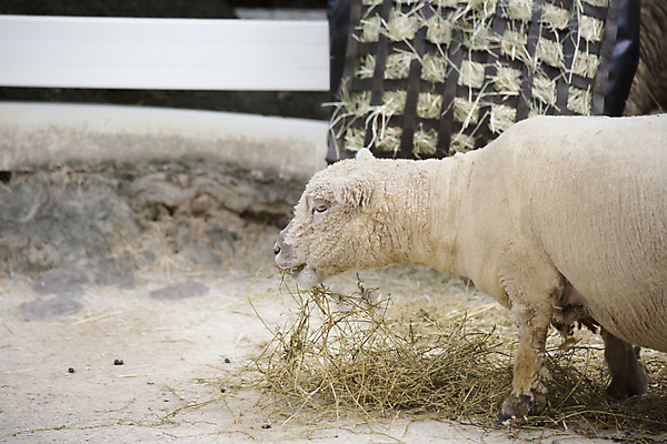 포토 JPG 해외이미지 동물 1 응시 과학 백그라운드 겨울 밭 농업 포유류 자연 털 사람없음 야외 농장 농사 가축 다양 흰색 자녀 시골 양 볏짚 방목 먹기 호기심 생물학 부드러움 양고기 노려봄 내추럴 외양간 양모 양털 천진난만 초식 혼자 카피스페이스 해외202004 해외포토 시선 계절 교육 감정 산업 컬러 다수 컨셉 모션 표정 육류 공백 직물 감각 짚 축산업 생태계 파일형식 이미지허브