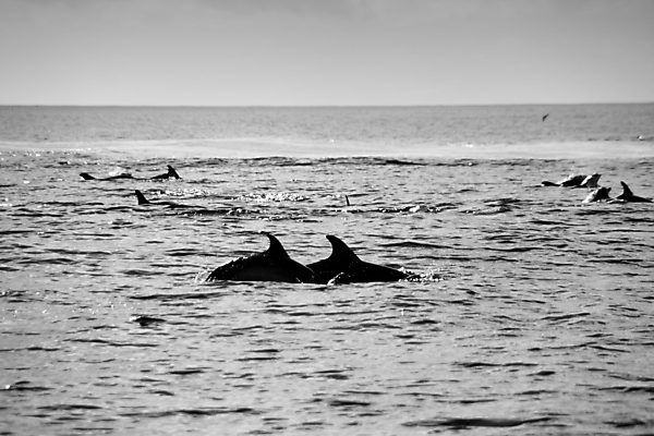 포토 JPG 해외이미지 동물 행복 아들 야생동물 바다 포유류 놀이 하늘 생물 사람없음 초록색 물 파란색 반사 점프 수영 힘 기쁨 광선 게임 시간 떨어짐 돌고래 쇼 태평양 수영선수 대야 지능 해외202004 해외포토 자연요소 감정 컬러 컨셉 가족 모션 운동선수 수중동물 수상스포츠 파일형식 이미지허브