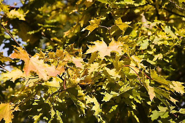 포토 JPG 해외이미지 나무 식물 라이프스타일 계절 산업 줄기 단풍 낙엽 잎 캐나다 자연 추상 새로움 풍경 사람없음 야외 가로 빨간색 초록색 빛 햇빛 태양 노란색 활발 하이킹 할로윈 안개 성장 가을 바위 나뭇가지 황무지 변화 황금 숲 지역 잡동사니 빛망울 완전 해외202004 해외포토 자연요소 컬러 컨셉 북아메리카 무늬 레저 날씨 생활 돌_바위 생태계 파일형식 이미지허브