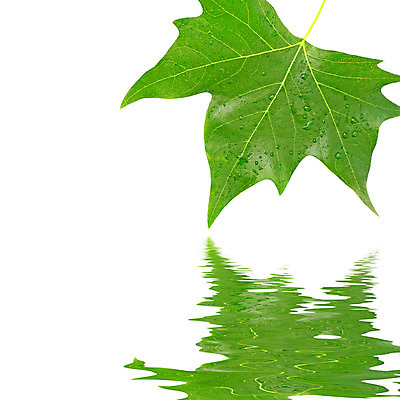 포토 JPG 해외이미지 나무 식물 백그라운드 단풍 잎 자연 아침 추상 사람없음 야외 초록색 물 여름 빛 강 햇빛 반사 환경 정원 맑음 화목 봄 젖음 성장 흰색 물방울 신선 닫기 떨어짐 숲 빗방울 순수 유기농 아이비 내추럴 떠남 생태학 해외202004 해외포토 주간 자연요소 웰빙 계절 교육 컬러 컨셉 무늬 모션 날씨 태양 비_날씨 생태계 파일형식 이미지허브