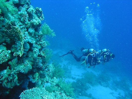 포토 JPG 해외이미지 전신 성인 두명 수중 스노클링 산호 잠수부 암초 성인만 해외202004 해외포토 사람 수상스포츠 자포동물 전문직 파일형식 이미지허브