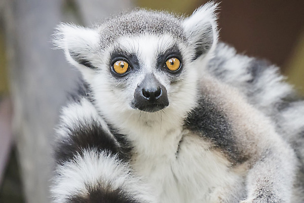 포토 JPG 해외이미지 동물 척추동물 응시 야생동물 포유류 가족 아프리카 자연 털 사람없음 검은색 줄무늬 회색 흰색 나뭇가지 원숭이 그룹 열대우림 모피 꼬리 멸종 솜털 노려봄 마다가스카르 여우원숭이 해외202004 해외포토 나무 시선 나라 컬러 무늬 관계 표정 숲 생태계 파일형식 이미지허브