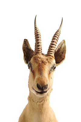 포토 JPG 해외이미지 동물 1 응시 공원 남자 얼굴 야생동물 여행 포유류 아프리카 자연 초식동물 뿔 풍경 성인 사람없음 야외 세로 황무지 닫기 기린 사파리 싱글 황소 코 귀 영양 목 남쪽 경보 남아프리카 생태학 전국 해외202004 해외포토 시선 공공시설 교육 나라 모션 사람 신체부위 소 방향 생태계 파일형식 이미지허브