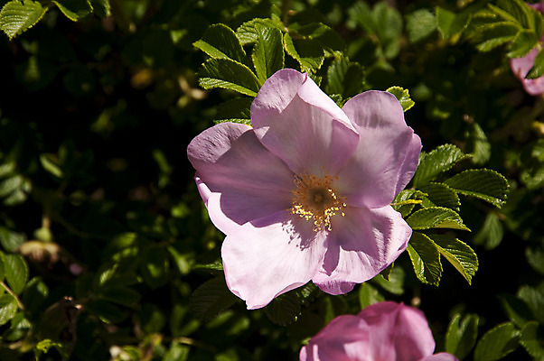 포토 JPG 해외이미지 식물 꽃 분홍색 자연 사람없음 초록색 울타리 장미 정원 봄 벚꽃 개화 수분 호박벌 해외202004 해외포토 계절 컬러 담장 벌_곤충 생태계 파일형식 이미지허브