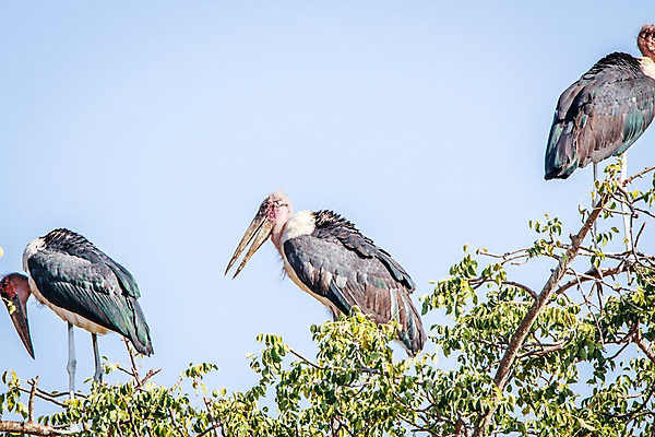 포토 JPG 해외이미지 동물 야생동물 여행 아프리카 자연 조류 사람없음 야외 환경 황무지 보호 사파리 깃털 생물학 부리 육식동물 남쪽 내추럴 남아프리카 동물상 사바나 생태학 이국적 전국 황새 못생김 해외202004 해외포토 교육 나라 컨셉 조형물 방향 생태계 파일형식 이미지허브
