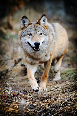 포토 JPG 해외이미지 동물 응시 얼굴 야생동물 포유류 자연 생물 털 사람없음 야외 가로 갈색 머리 회색 닫기 개 숲 위험 육식동물 늑대 송곳니 내추럴 수목 옛날 해외202004 해외포토 시선 컬러 컨셉 모션 신체부위 치아 생태계 파일형식 이미지허브