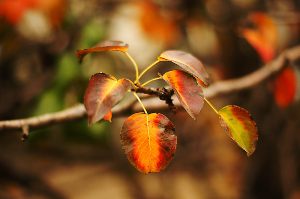포토 JPG 해외이미지 나무 식물 계절 공원 백그라운드 잎 겨울 자연 날씨 산 풍경 사람없음 야외 목재 빛 컬러풀 햇빛 노란색 환경 정원 냉동 얼음 가을 흰색 나뭇가지 신선 숲 오브젝트 서리 내추럴 생태학 웅장함 해외202004 해외포토 자연요소 공공시설 교육 컬러 재료 태양 생태계 파일형식 이미지허브