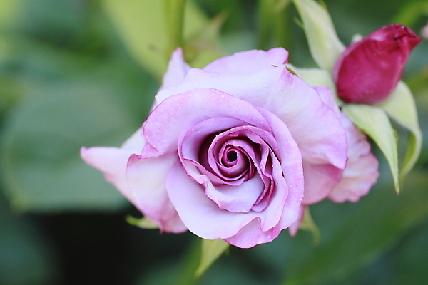 포토 JPG 해외이미지 식물 꽃 잎 꽃무늬 자연 사람없음 야외 초록색 여름 빛 장미 정원 보라색 벚꽃 신선 개화 소프트포커스 원예 꽃가루 내추럴 해외202004 해외포토 계절 컬러 무늬 촬영기법 취미 가루 생태계 파일형식 이미지허브