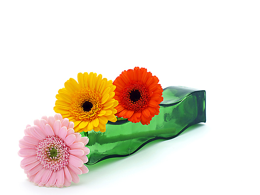 포토 JPG 해외이미지 식물 꽃 줄기 분홍색 백그라운드 오렌지 발렌타인데이 선물 사람없음 초록색 컬러풀 노란색 꽃병 봄 벚꽃 흰색 신선 개화 닫기 큼 묘사 원예 데이지 꽃가루 거베라 고립 넘어짐 해외202004 해외포토 계절 컬러 과일 모션 데이이벤트 취미 크기 가루 파일형식 이미지허브