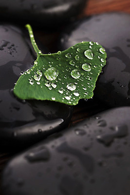 포토 JPG 해외이미지 식물 라이프스타일 웰빙 선 백그라운드 컨셉 잎 불교 자연 휴식 건강 동양인 사람없음 치료 초록색 물 약 반사 평화 일본 검은색 스파 화목 침묵 젖음 물방울 신선 떨어짐 순수 명상 동쪽 테라피 내추럴 돌봄 스타일 해외202004 해외포토 자연요소 아시아 종교 컬러 의학 모션 인종 생활 뷰티 소리 방향 생태계 파일형식 이미지허브