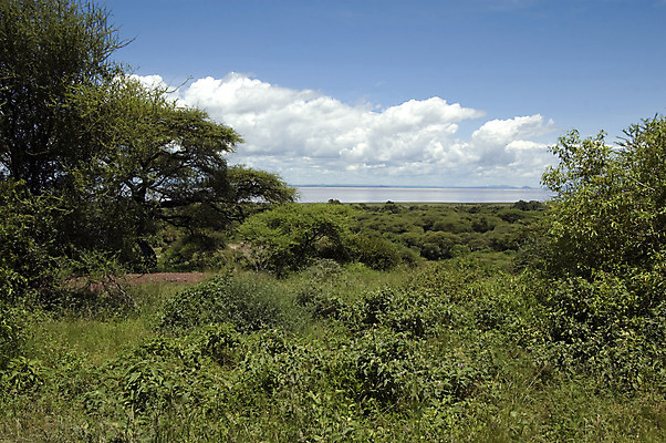 포토 JPG 해외이미지 나무 동물 구름 공원 호수 야생동물 여행 백그라운드 아프리카 자연 하늘 휴식 산 풍경 사람없음 야외 물 파란색 환경 게임 행운 보호 사파리 케냐 사바나 세렝게티 전국 탄자니아 해외202004 해외포토 자연요소 식물 공공시설 나라 컬러 컨셉 놀이 생태계 파일형식 이미지허브