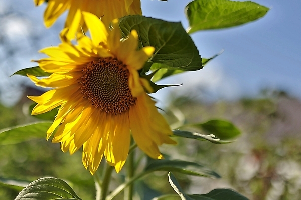 포토 JPG 해외이미지 꽃잎 꽃 줄기 농업 하늘 해바라기 건강 씨앗 풍경 사람없음 야외 초록색 여름 파란색 컬러풀 노란색 맑음 활발 에너지 벚꽃 시골 원형 개화 황금 질감 천국 내추럴 세련 해외202004 해외포토 도형 식물 계절 산업 컬러 컨셉 날씨 파일형식 이미지허브