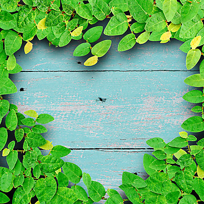 포토 JPG 해외이미지 나무 식물 디자인 꽃 벽 백그라운드 컨셉 건축양식 텍스트 자연 벽지 사랑 미술 사람없음 건물 목재 장식 파란색 정원 수확 얼룩 거친 클래식 원예 복고 고정 아이비 패널 그런지 카피스페이스 해외202004 해외포토 건축물 건축 감정 컬러 농업 재료 문화예술 취미 공백 생태계 파일형식 이미지허브