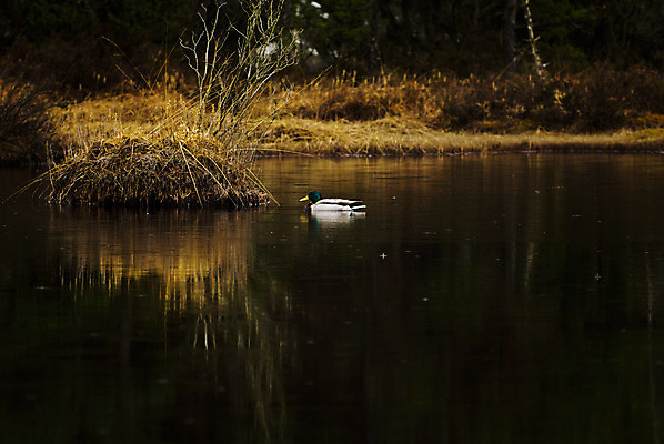 포토 JPG 해외이미지 동물 유럽 야생동물 자연 오리 북유럽 노르웨이 사람없음 야외 청둥오리 스칸디나비아 해외202004 해외포토 나라 조류 생태계 파일형식 이미지허브