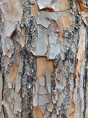 포토 JPG 해외이미지 나무 식물 선 백그라운드 패턴 자연 표면 날씨 추상 건조 사람없음 목재 갈색 환경 소나무 거친 닫기 숲 피부 묘사 질감 나무껍질 내추럴 그런지 수목 옛날 노화 해외202004 해외포토 컬러 컨셉 무늬 재료 모션 신체부위 껍질 생태계 파일형식 이미지허브