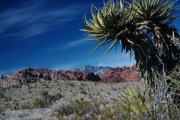 포토 JPG 해외이미지 나무 식물 자연 사람없음 빨간색 골짜기 미국 사막 해외202004 해외포토 컬러 북아메리카 생태계 파일형식 이미지허브