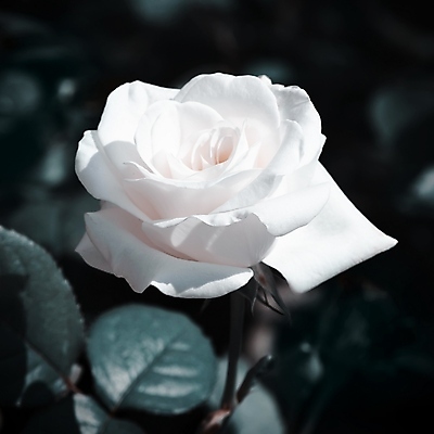 포토 JPG 해외이미지 식물 꽃 잎 꽃무늬 자연 사람없음 장미 정원 봄 벚꽃 나뭇가지 원예 내추럴 해외202004 해외포토 나무 계절 무늬 취미 생태계 파일형식 이미지허브