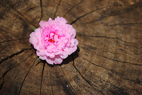 포토 JPG 해외이미지 식물 꽃잎 꽃 분홍색 백그라운드 잎 꽃무늬 오렌지 자연 사람없음 목재 장식 초록색 컬러풀 정원 성장 벚꽃 해외202004 해외포토 나무 컬러 무늬 과일 재료 생태계 파일형식 이미지허브