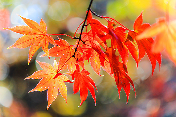 포토 JPG 해외이미지 나무 식물 계절 공원 실루엣 도로 여행 백그라운드 무지개 잎 패턴 자연 하늘 지붕 휴식 풍경 사람없음 빨간색 파란색 빛 컬러풀 햇빛 태양 정원 일본 활발 덮개 가을 나뭇가지 신선 보행로 닫기 숲 그늘 오솔길 강렬 해외202004 해외포토 자연요소 공공시설 아시아 길 컬러 컨셉 무늬 교통시설 모션 촬영기법 뚜껑 생태계 파일형식 이미지허브