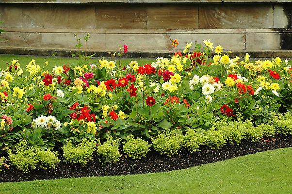 포토 JPG 해외이미지 식물 공원 꽃잎 꽃 잎 꽃무늬 사람없음 야외 초록색 여름 컬러풀 환경 정원 봄 성장 벚꽃 모음 해외202004 해외포토 계절 공공시설 컬러 무늬 파일형식 이미지허브