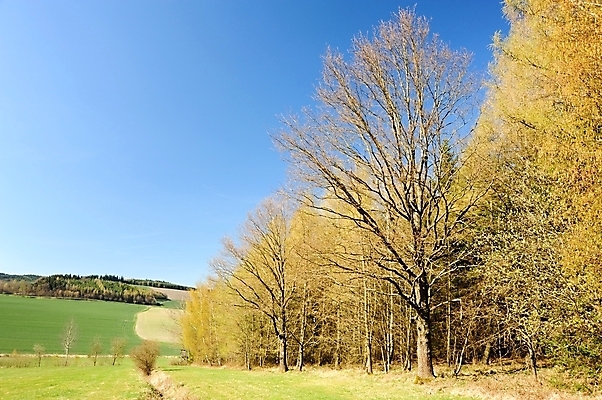 포토 JPG 해외이미지 나무 식물 구름 계절 백그라운드 밭 농업 자연 하늘 날씨 풍경 잔디 사람없음 야외 초록색 여름 파란색 햇빛 태양 농장 환경 맑음 봄 시골 숲 땅 장면 수평선 해외202004 해외포토 자연요소 산업 컬러 생태계 파일형식 이미지허브