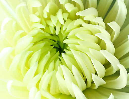 포토 JPG 해외이미지 식물 꽃잎 꽃 분홍색 꽃다발 백그라운드 꽃무늬 패턴 자연 사람없음 컬러풀 노란색 검은색 어둠 활발 벚꽃 가을 개화 다발 향기 내추럴 강렬 해외202004 해외포토 계절 컬러 컨셉 무늬 생태계 냄새 파일형식 이미지허브