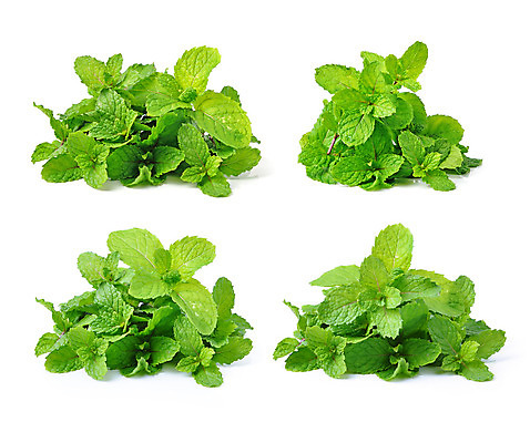 포토 JPG 해외이미지 식물 음식 백그라운드 잎 재료 자연 건강 사람없음 초록색 약 정원 흰색 신선 민트 허브 향신료 오브젝트 원예 향기 아로마 후추 내추럴 고립 해외202004 스피아민트 해외포토 컬러 의학 취미 생태계 냄새 향미료 파일형식 이미지허브