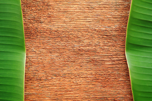 포토 JPG 해외이미지 나무 식물 계절 백그라운드 잎 자연 탁자 바나나 사람없음 목재 초록색 나뭇가지 신선 유기농 해외202004 해외포토 웰빙 컬러 가구 과일 재료 생태계 파일형식 이미지허브