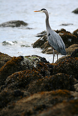 포토 JPG 해외이미지 동물 공원 야생동물 바다 여행 캐나다 조류 낚시 영국 사람없음 파란색 여행객 도시 콜롬비아 큼 왜가리 암초 벤쿠버 서쪽 황새 해외202004 해외포토 공공시설 유럽 컬러 북아메리카 레저 사람 남아메리카 크기 방향 파일형식 이미지허브