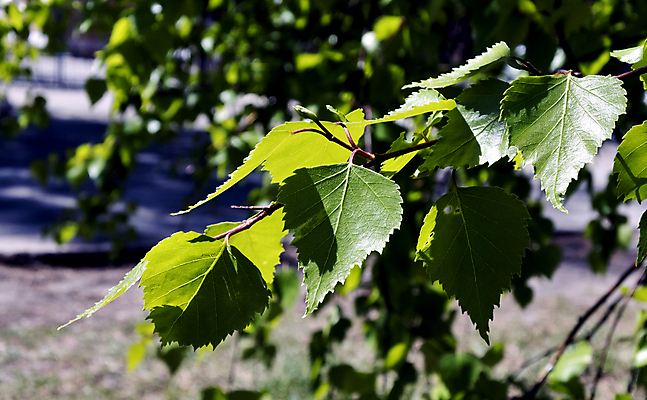 포토 JPG 해외이미지 나무 식물 계절 공원 백그라운드 잎 자연 종류 사람없음 야외 초록색 빛 갈색 봄 활발 나뭇가지 신선 소프트포커스 그늘 묘사 부드러움 시트 자작나무 빛망울 내추럴 그리너리 해외202004 해외포토 공공시설 컬러 컨셉 촬영기법 감각 생태계 파일형식 트랜드컬러 이미지허브