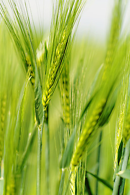 포토 JPG 해외이미지 식물 계절 백그라운드 밭 자연 날씨 풍경 잔디 사람없음 야외 가로 초록색 여름 농작물 컬러풀 햇빛 노란색 환경 봄 자유 밀 질감 심플 조경 무한 평야 완전 해외202004 해외포토 컬러 컨셉 농업 곡류 태양 생태계 파일형식 이미지허브