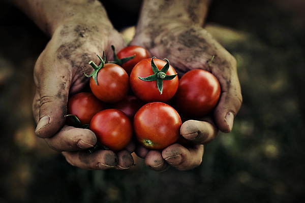 포토 JPG 해외이미지 식물 손 음식 잎 농업 다이어트 토마토 채소 과일 재료 자연 노동자 건강 관리 사람 사람없음 빨간색 초록색 농작물 정원 수확 성장 시골 신선 잡기 작업 원형 맛 농부 수집 유기농 원예 날것 내추럴 밭일 숙성 원예사 채식주의자 해외202004 해외포토 도형 직업 웰빙 산업 컬러 컨셉 모션 취미 신체부위 생태계 채식 파일형식 이미지허브