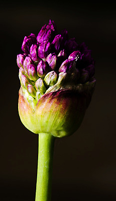 포토 JPG 해외이미지 식물 꽃 음식 줄기 백그라운드 꽃무늬 전구 공 자연 아침 양파 마늘 사람없음 야외 장식 초록색 물 새싹 정원 보라색 봄 펼침 벚꽃 오픈 원형 개화 이슬 거인 파열 내추럴 식용 영원 해외202004 해외포토 주간 자연요소 도형 계절 컬러 무늬 채소 모션 생태계 파일형식 이미지허브