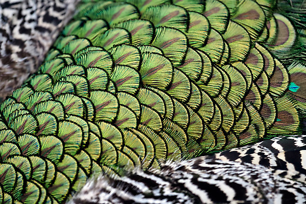 포토 JPG 해외이미지 야생동물 자연 조류 서기 사람없음 초록색 여름 머리 정원 회색 흰색 역사 공작 정상 인도인 깃털 싱글 목 내추럴 동물상 전국 해외202004 해외포토 외국인 동물 계절 컬러 모션 동양인 신체부위 조형물 생태계 파일형식 이미지허브