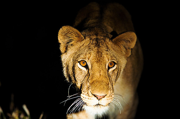 포토 JPG 해외이미지 동물 1 공원 여자 남자 얼굴 야생동물 백그라운드 가족 아프리카 자연 사람없음 야외 빛 검은색 고양이 어둠 힘 입 황금 닫기 치아 야간 사자 큼 사파리 호기심 싱글 사냥 육식동물 갈기 사냥꾼 사자자리 남쪽 고립 해외202004 해외포토 자연요소 직업 공공시설 감정 나라 컬러 컨셉 포유류 관계 모션 사람 신체부위 반려동물 별자리 소화기관 크기 방향 생태계 파일형식 이미지허브