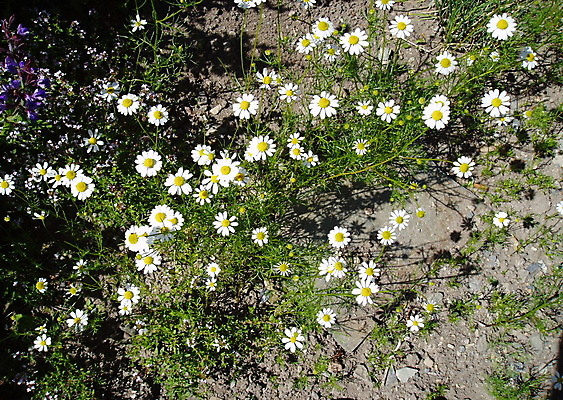 포토 JPG 해외이미지 꽃 사람없음 흰색 데이지 해외202004 해외포토 식물 컬러 파일형식 이미지허브