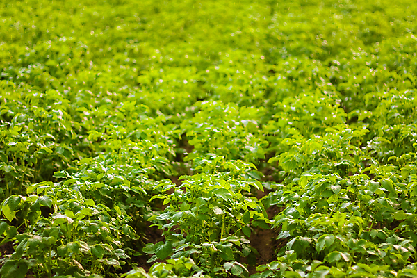 포토 JPG 해외이미지 식물 문화 음식 백그라운드 잎 밭 농업 채소 자연 감자 풍경 사람없음 야외 초록색 농작물 농장 우주 정원 봄 줄무늬 성장 물방울 시골 땅 준비 유기농 원예 날것 뿌리 먼지 노젓기 흙더미 땅바닥 선로 줄서기 세련 해외202004 해외포토 웰빙 계절 산업 컬러 무늬 모션 바닥 취미 흙 생태계 파일형식 더미 이미지허브