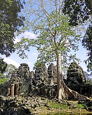 포토 JPG 해외이미지 나무 전통 아시아 종교 문화 벽 조각 여행 불교 건축양식 미술 동양인 사람없음 건물 세계 바위 무덤 사찰 역사 재산 땅 질감 뿌리 캄보디아 천연기념물 고고학 숭배 옛날 인도차이나반도 파멸 힌두교 해외202004 해외포토 식물 건축물 교육 건축 나라 컨셉 종교건축 문화예술 인종 금융 돌_바위 파일형식 소멸 이미지허브