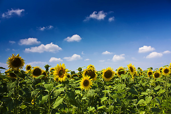 포토 JPG 해외이미지 구름 꽃 잎 농업 자연 하늘 해바라기 풍경 사람없음 초록색 컬러풀 환경 시골 유기농 블루스 해외202004 해외포토 자연요소 식물 웰빙 산업 컬러 생태계 파일형식 이미지허브