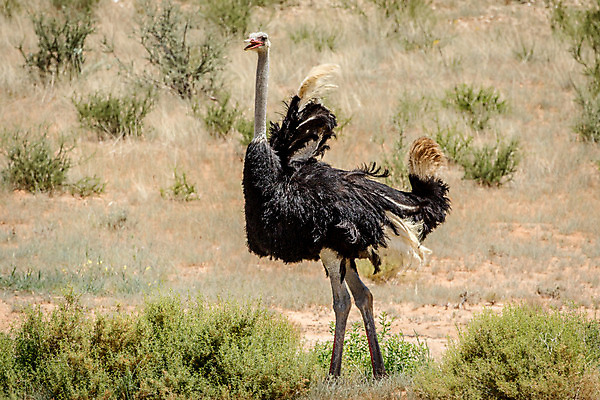 포토 JPG 해외이미지 동물 공원 남자 야생동물 여행 아프리카 자연 조류 사람없음 야외 머리 환경 전시 황무지 보호 숲 사파리 깃털 생태계 타조 내추럴 동물상 해외202004 해외포토 공공시설 나라 컨셉 사람 신체부위 조형물 파일형식 이미지허브