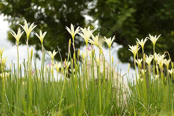 포토 JPG 해외이미지 식물 꽃 자연 풍경 사람없음 초록색 컬러풀 노란색 흰색 개화 창백 해외202004 해외포토 컬러 생태계 파일형식 이미지허브
