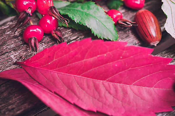 포토 JPG 해외이미지 식물 계절 공원 열매 꽃 신발 잎 벤치 과일 자연 포도 사람없음 빨간색 초록색 여름 장미 정원 봄 산책 벚꽃 가을 숲 9월 11월 시골집 도토리 10월 정물화 해외202004 해외포토 공공시설 컬러 의자 휴식 주택 견과류 날짜 그림 생태계 파일형식 이미지허브
