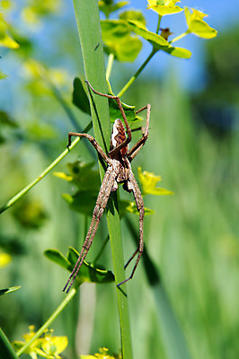 포토 JPG 해외이미지 식물 동물 야생동물 잎 자연 사람없음 초록색 컬러풀 갈색 검은색 웹 흰색 황무지 숲 육식동물 거미 내추럴 해외202004 해외포토 컬러 곤충 인터넷 생태계 파일형식 이미지허브