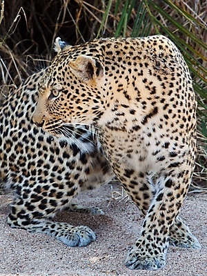 포토 JPG 해외이미지 나무 동물 응시 공원 얼굴 야생동물 스포츠 여행 포유류 아프리카 자연 수염 국립공원 사람없음 여행객 환경 고양이 나뭇가지 관찰 점 기다림 큼 검색 육식동물 표범 랜드마크 사바나 탄자니아 평야 해외202004 해외포토 멸종위기종 식물 시선 공공시설 나라 모션 사람 신체부위 반려동물 크기 생태계 파일형식 이미지허브